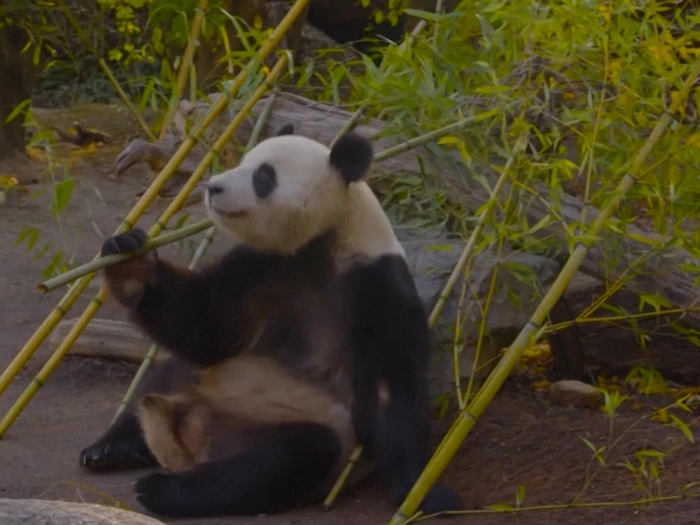Pandas genießen den Herbst - VIDEO