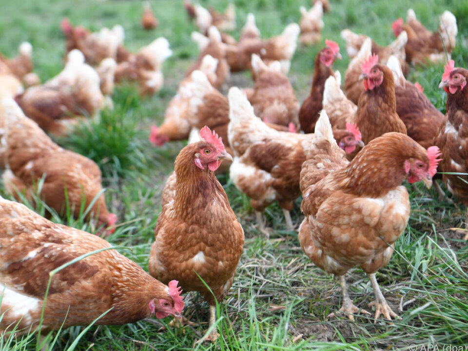 Für über 100.000 Hühner in Salzburg herrscht jetzt Stallpflicht vogelgrippe