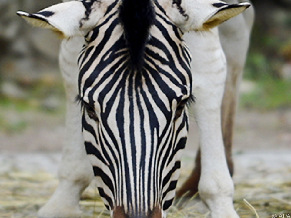 Nachwuchs bei den Zebras in Schönbrunn