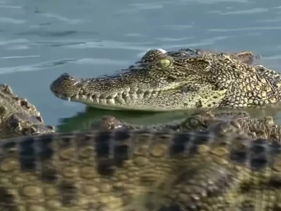 Spieß vom Krokodil