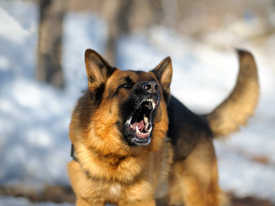 hund aggressiv gebiss wütend symbol schäferhund