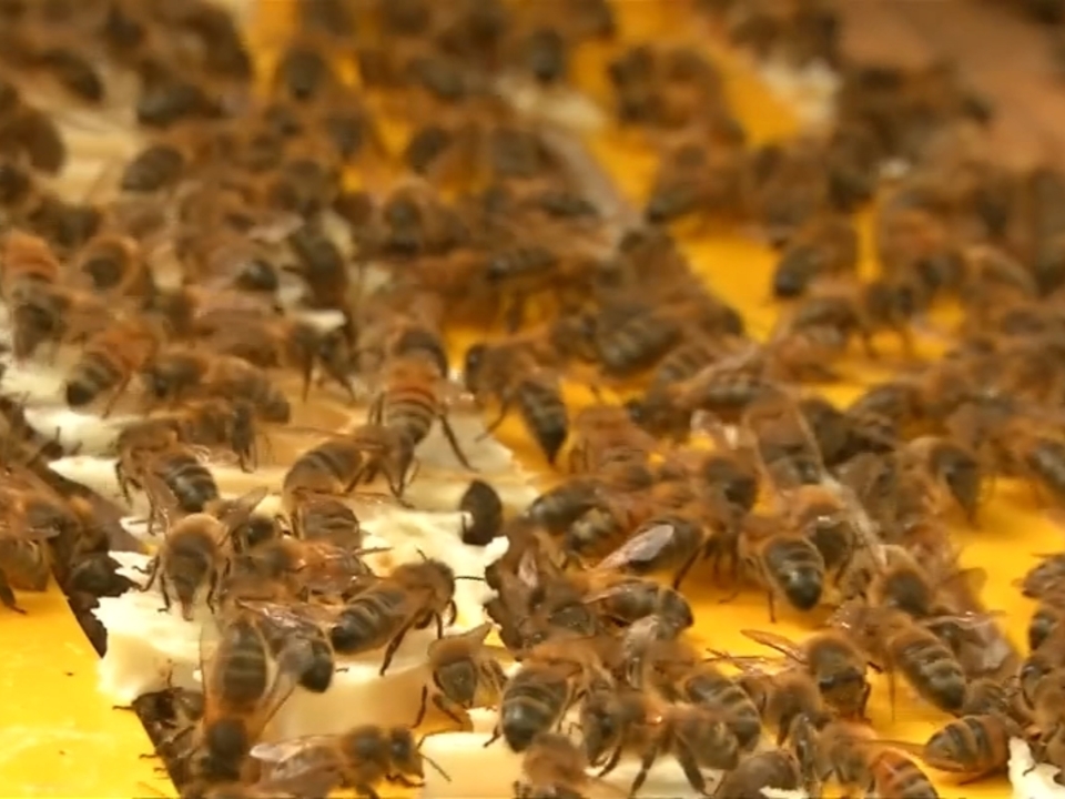 Bienen könnten Drohnentechnik revolutionieren