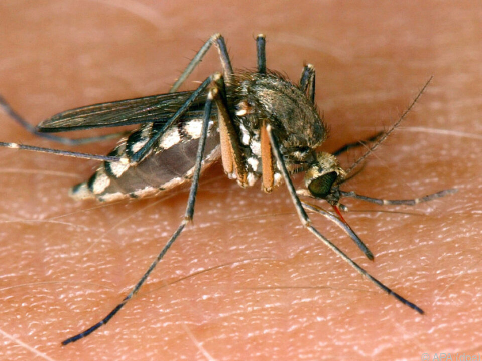 Stechmücken übertragen das Fieber