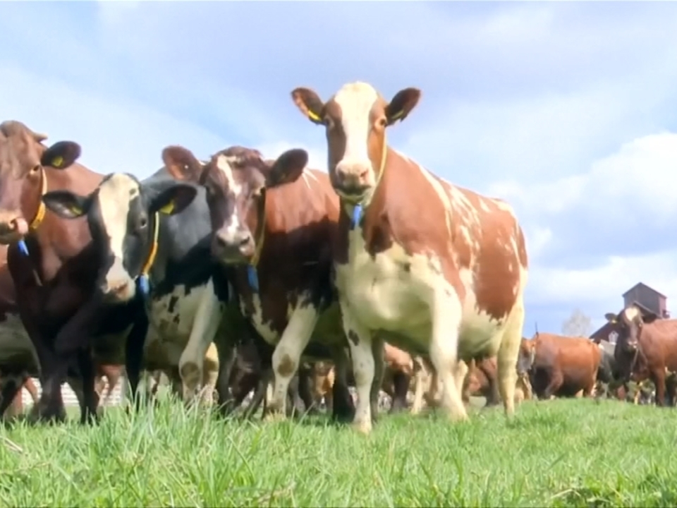 Frühling in Schweden: Kühe im Weideglück
