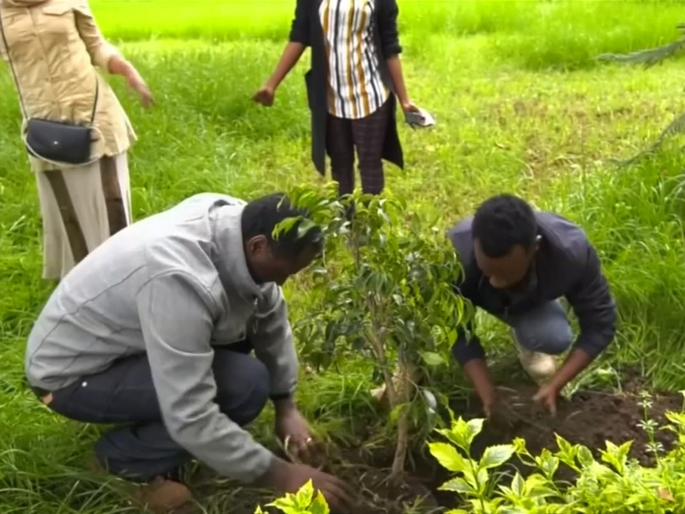 Äthiopien pflanzt 350 Millionen Bäume - an nur einem Tag