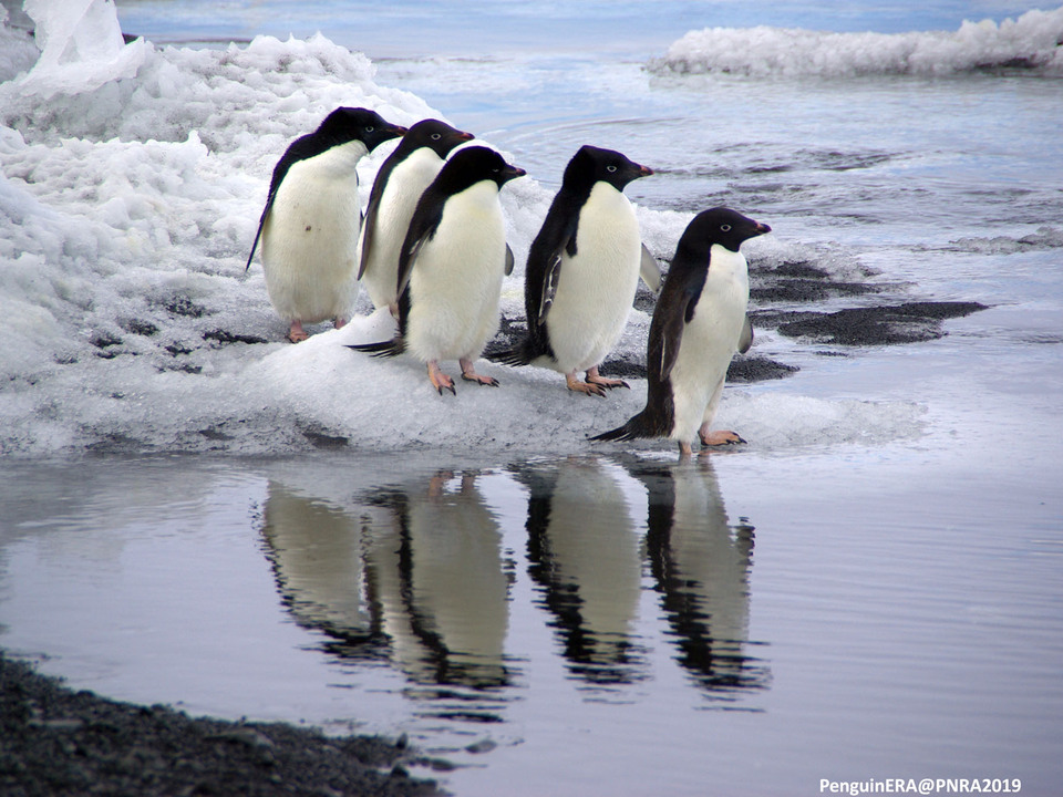 Pinguine. Foto Silvia Olmastroni 2015