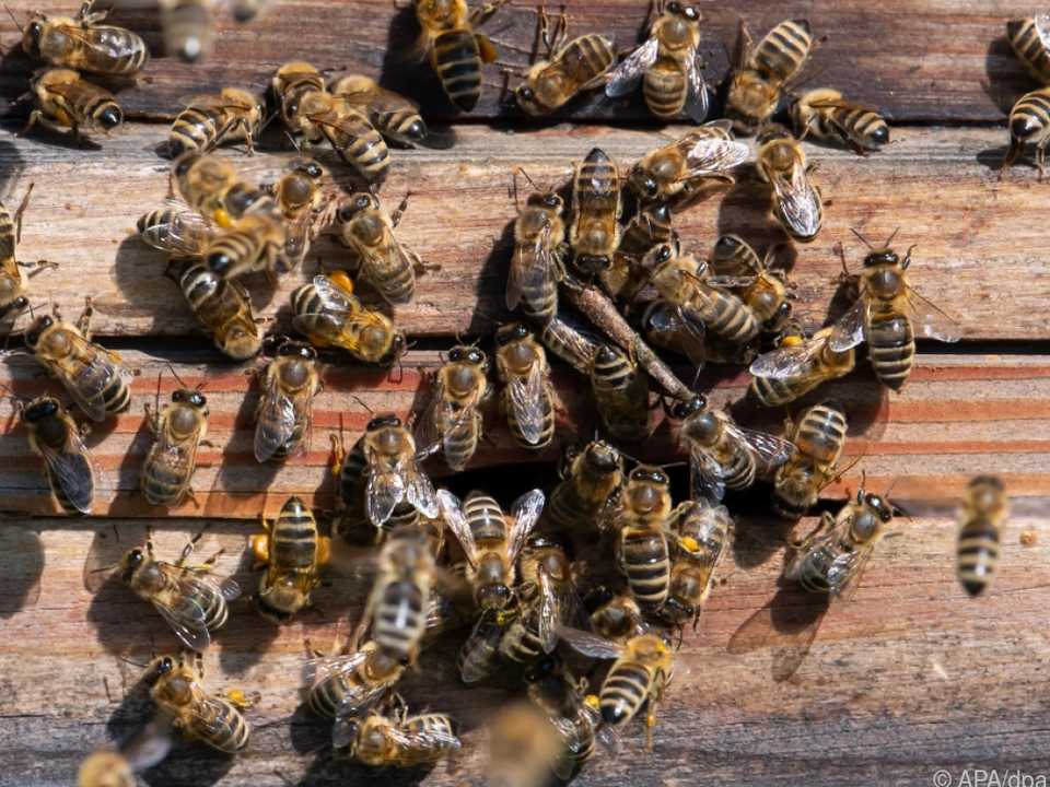 In vielen Bienenstöcken musste künstlich zugefüttert werden