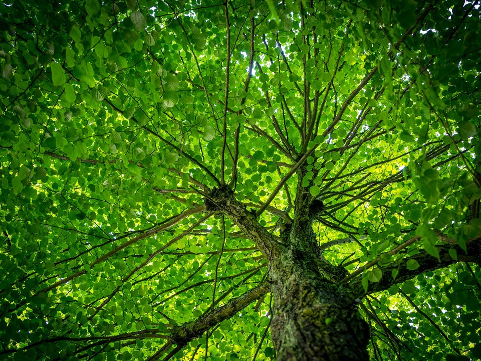 Baum Blätter Klima Wald