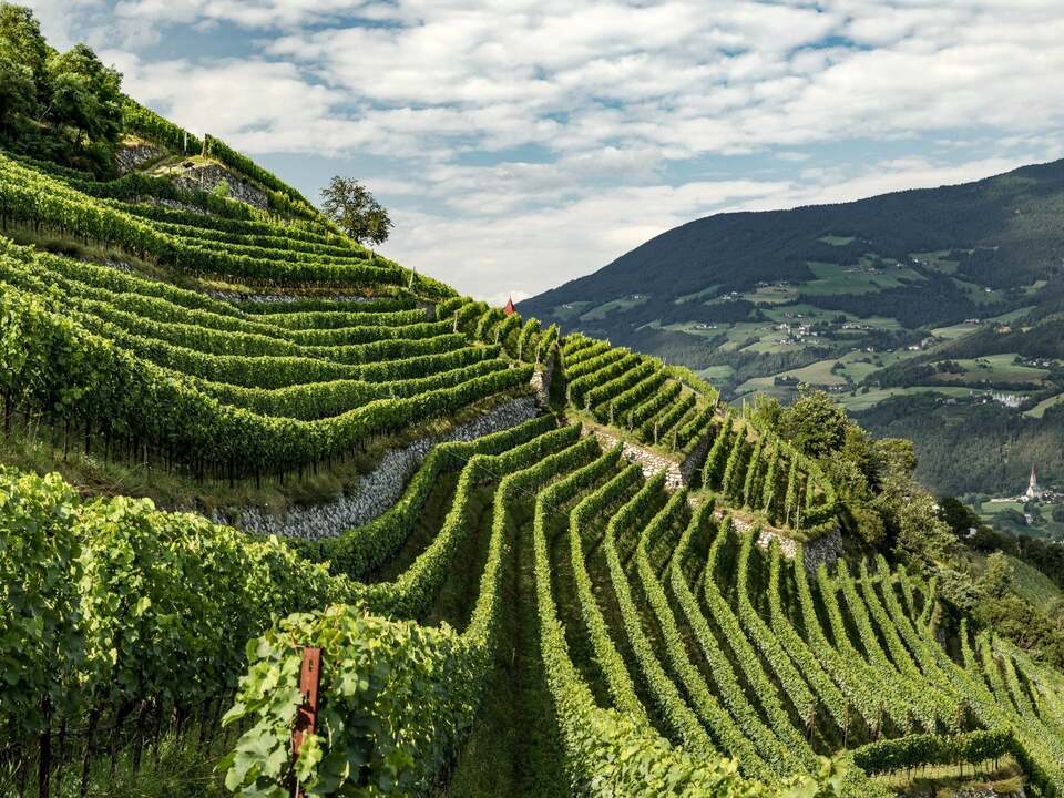 Auch heuer sind Rebneupflanzungen in Südtirol möglich: Insgesamt werden 56 Hektar neuer Fläche vergeben. (Foto:  wein reben landwirtschaft symHQ_Kuenhof_B6A1504