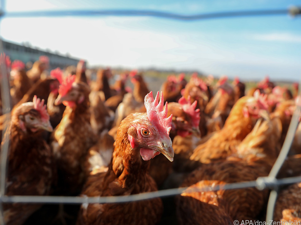 Hühner dürfen wegen der Geflügelpest nicht draußen bleiben
