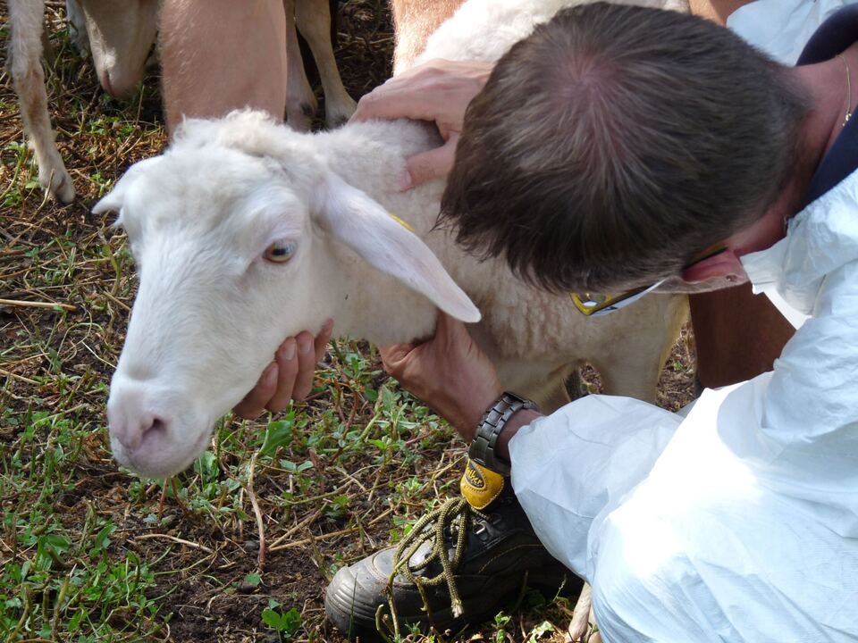 Vorsorge-beschr-nkt-sich-nicht-auf-Behandlung-kranker-Tiere