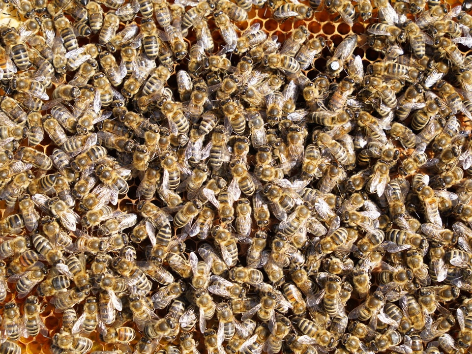 Bienen Foto W.Wohlfahrt 2022