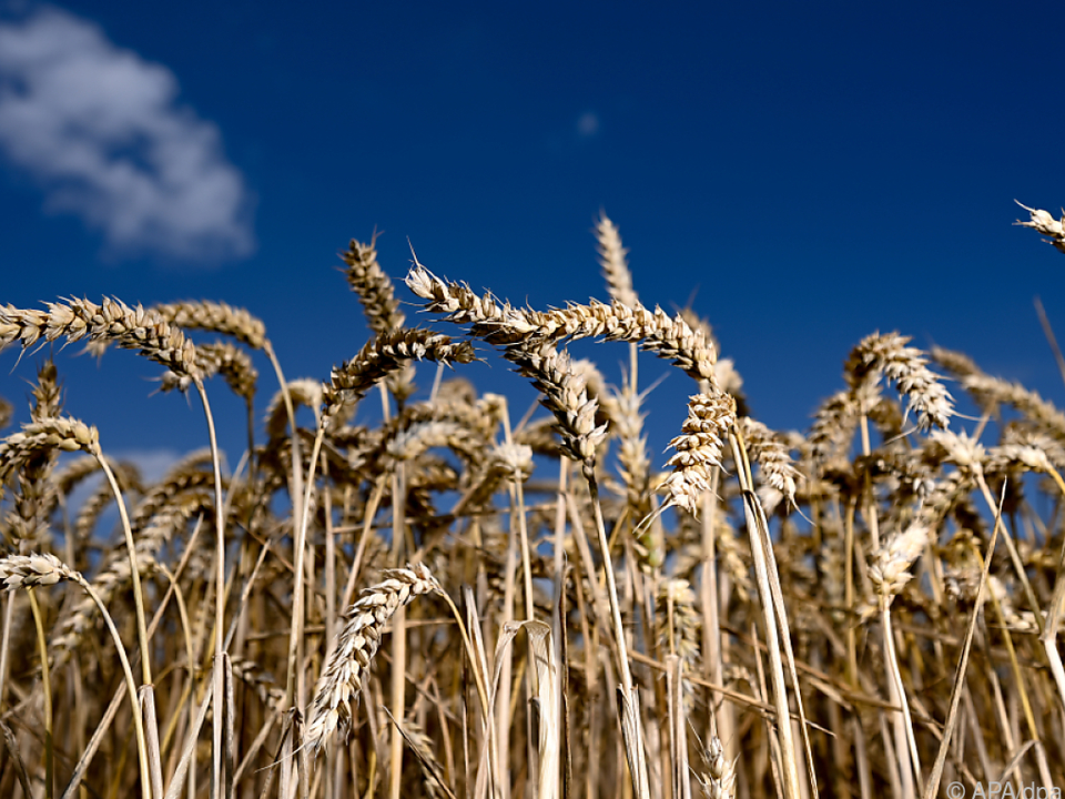 Das bisherige Allzeithoch von 396 Euro/t Weizen wurde übertroffen.