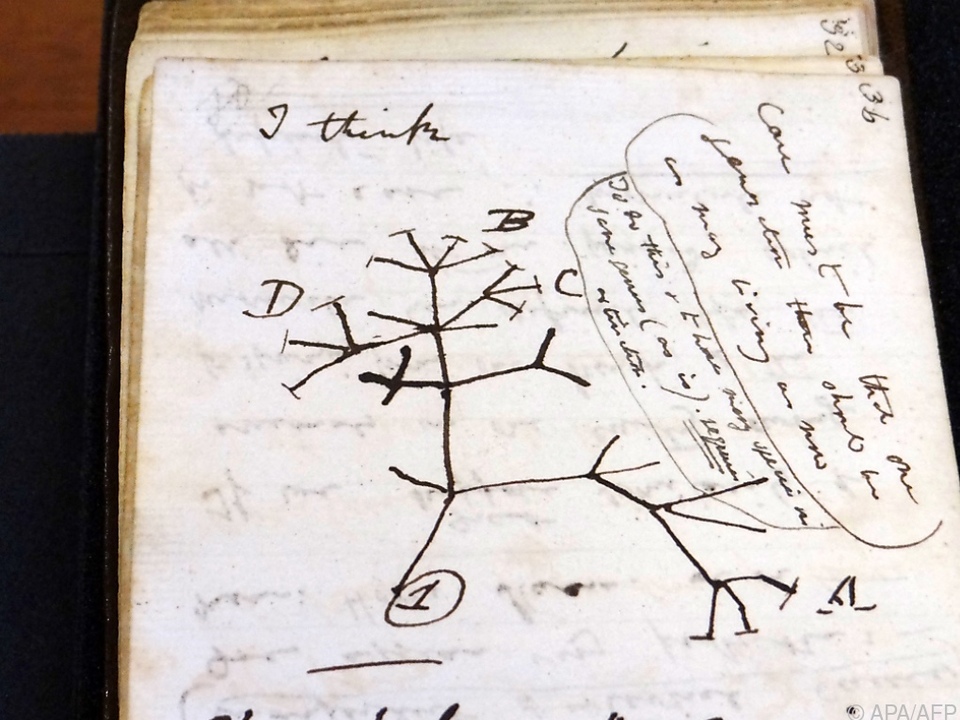 Skizze des berühmten Lebensbaums von Darwin aus dem Jahr 1837