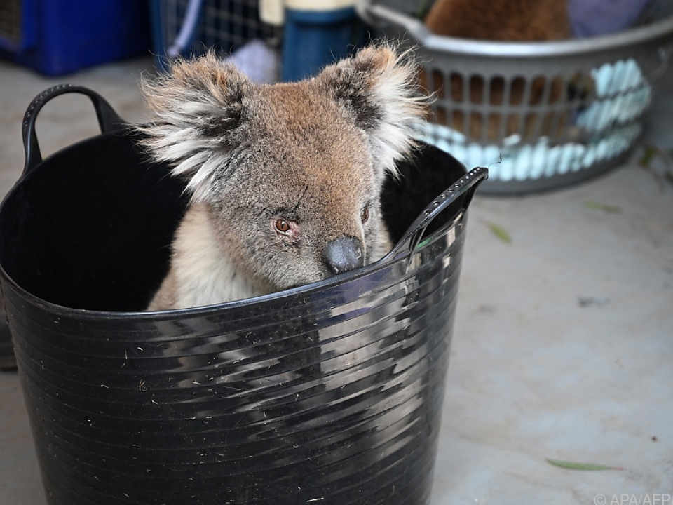 Die gewaltigen Buschfeuer haben den Koalas schwer zugesetzt