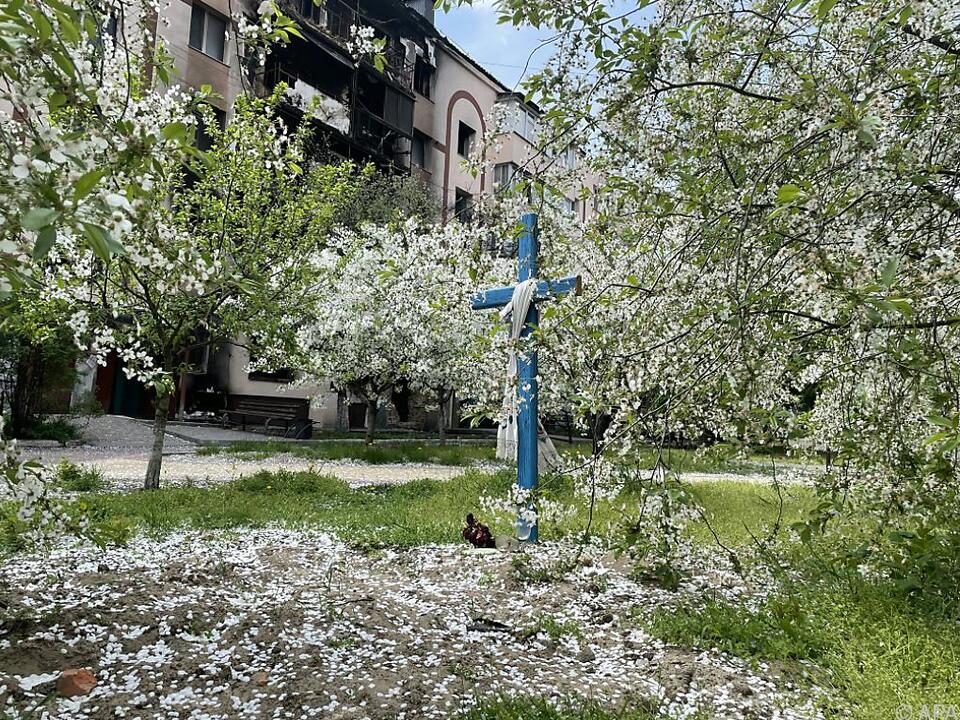 Ein von Kirschblüten bedecktes Grab in einem Hinterhof von Butscha