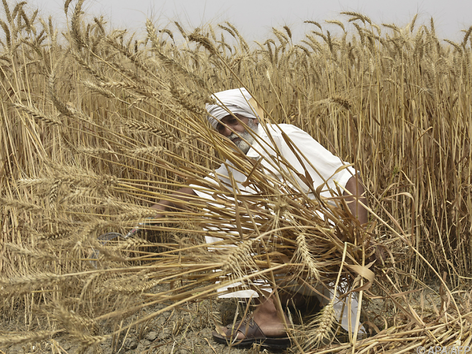 Inländische Weizenkrise soll in Indien verhindert werden