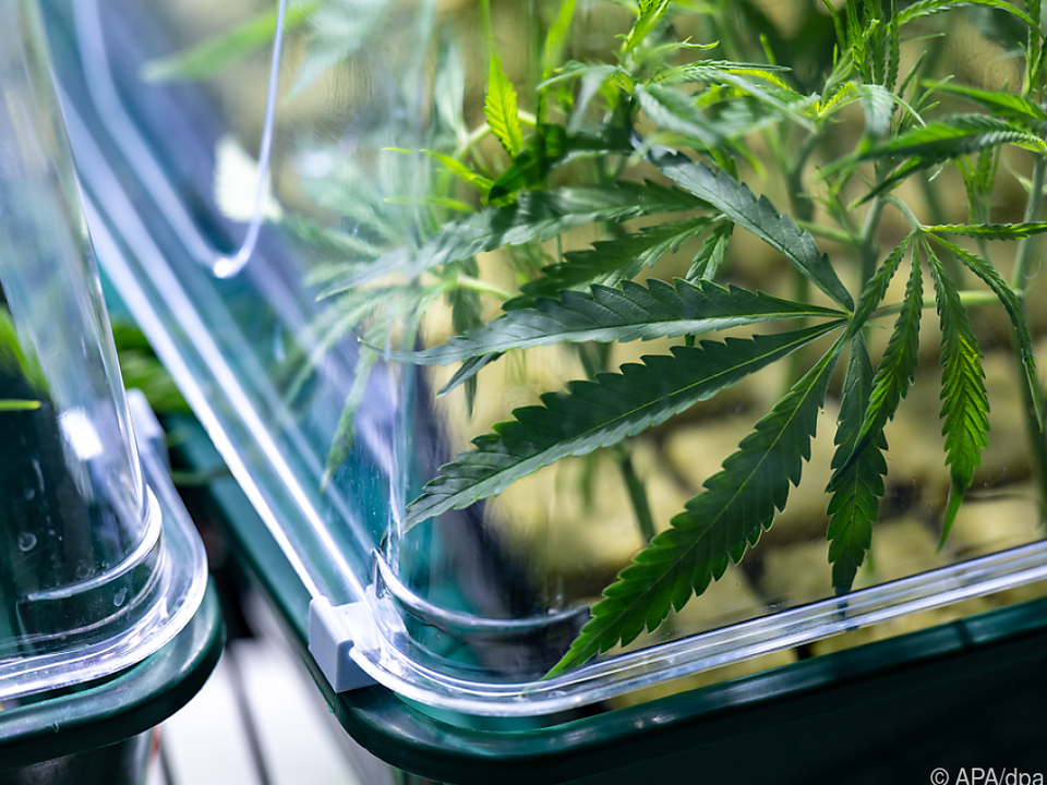 Cannabispflanzen (Themenbild zu UN-Drogenbericht)