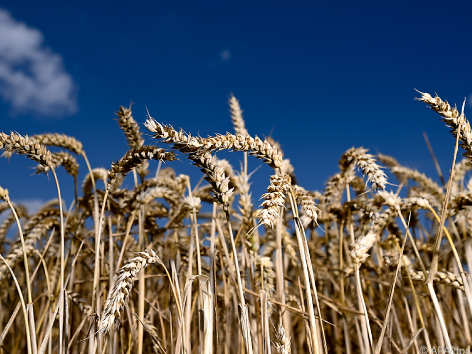 Die Ukraine warnt vor Weizenmangel (Archivbild)