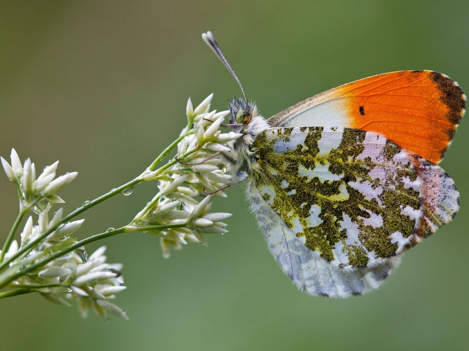 Naturparke_Bye Bye Butterfly_Aurorafalter_von Sepp Hackhofer