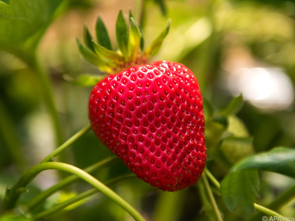 Mehr Unterstützung für Bauern