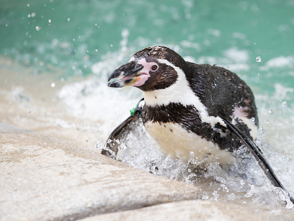 Pinguine sind offenbar wählerisch (Symbolbild)