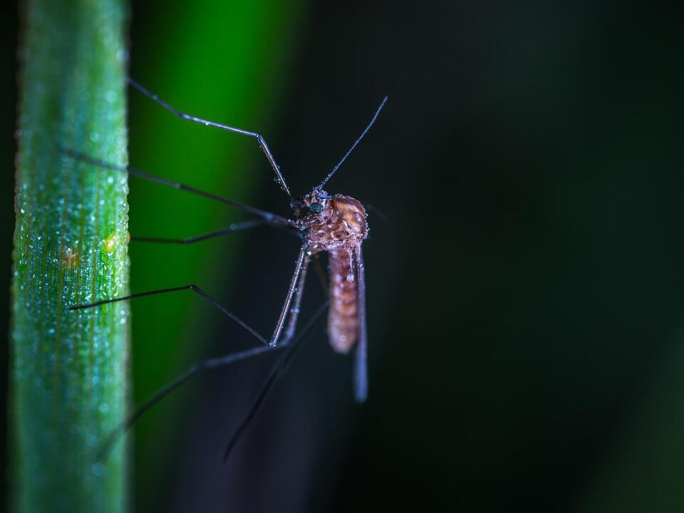 Zanzara del virus Usutu trovata a Jesi – Südtirol News