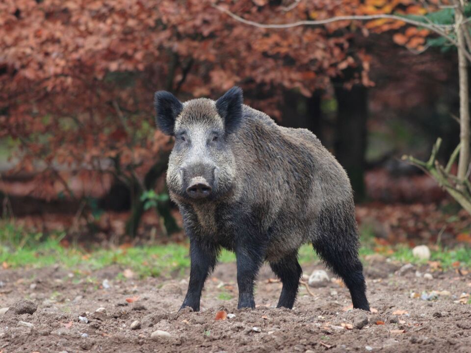 schwein forst jäger jagd sym  Wildschwein Mehrere Maßnahmen sind wichtig, um die Übertragung der Afrikanischen Schweinepest von Wildschweinen auf die Schweinezucht zu vermeiden. (Foto: LPA/Landesamt für Jagd und Fischerei)