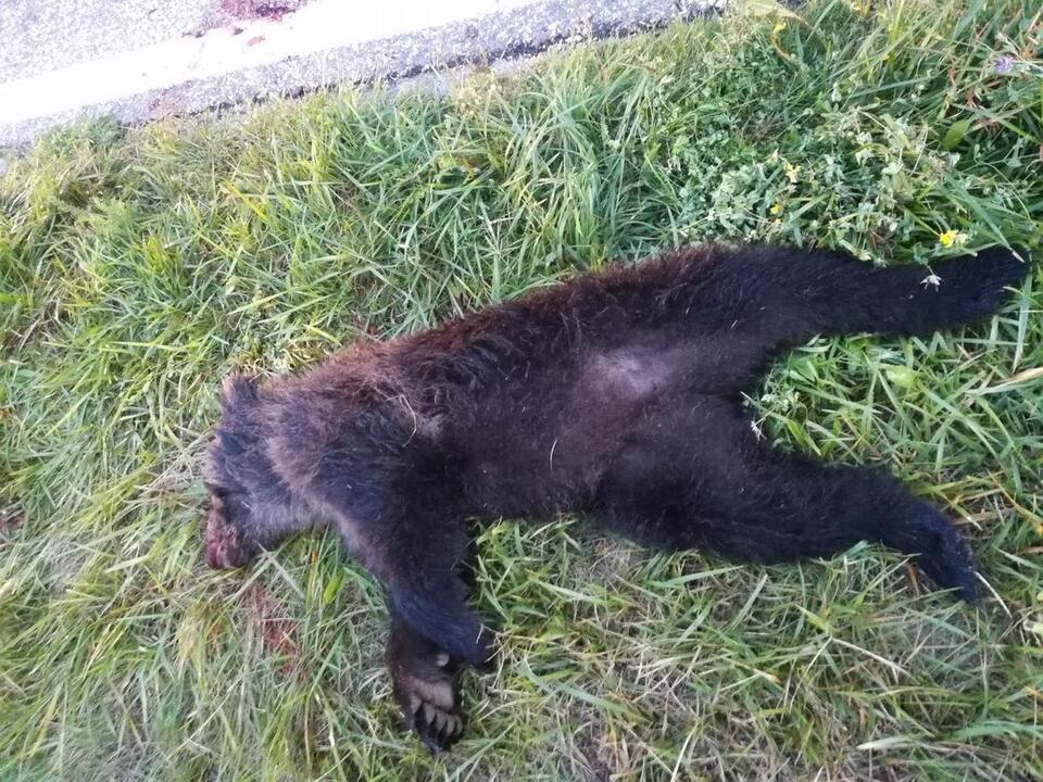 Bärenjunges Il-cucciolo-di-orso-morto-in-Alta-Val-di-Sole_imagefullwide