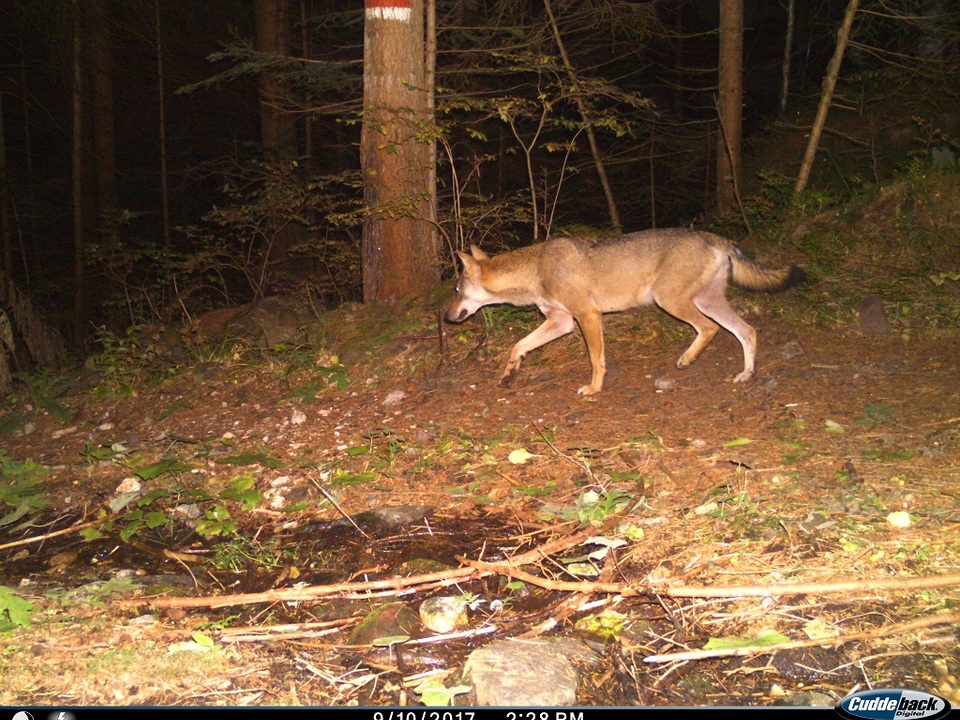 Wolf fotografiert von einer Wildkamera Foto Amt für Jagd und Fischerei, Autonome Provinz Bozen-Südtirol