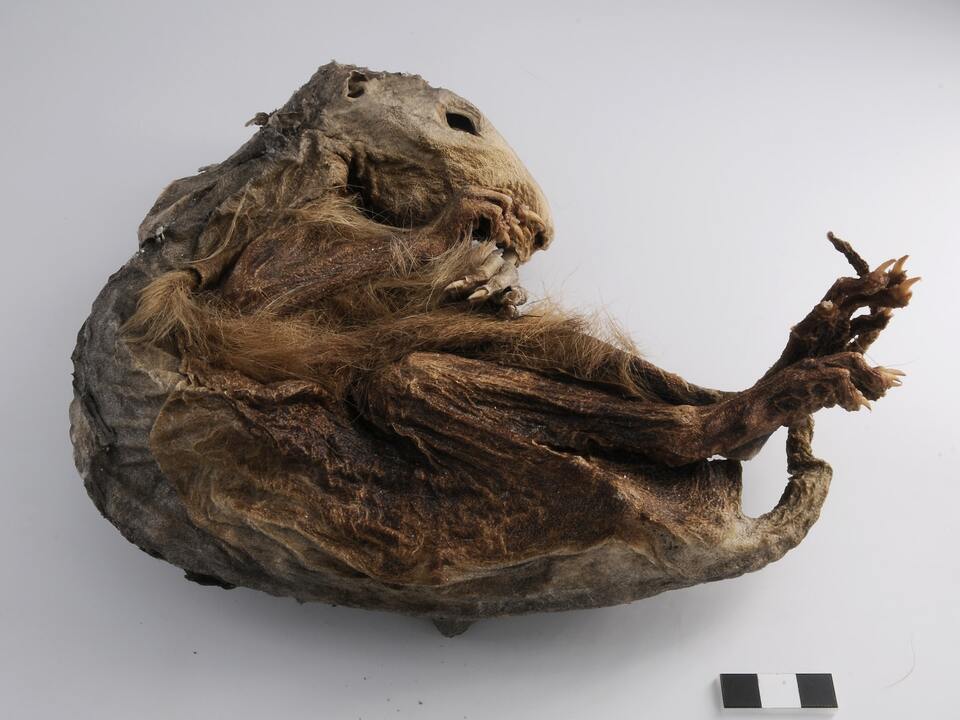 48608510-marmot-mummy-project-01
