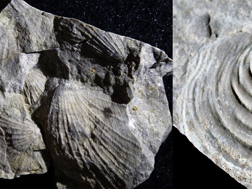 fossilisierte Muscheln
