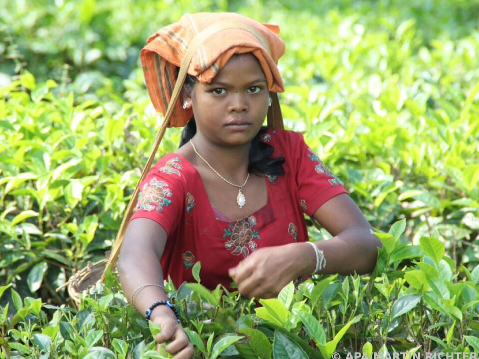 Kinderarbeit in Indien, hier bei der Tee-Ernte in Assam