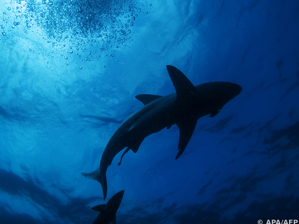hai sym ozean WWF sieht historischen Erfolg für den Schutz der Meere