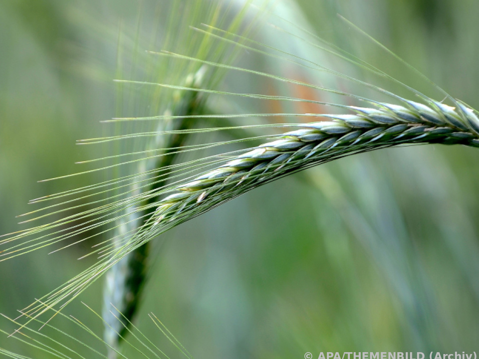 NASA: Russland erntete ukrainischen Weizen in Milliardenwert