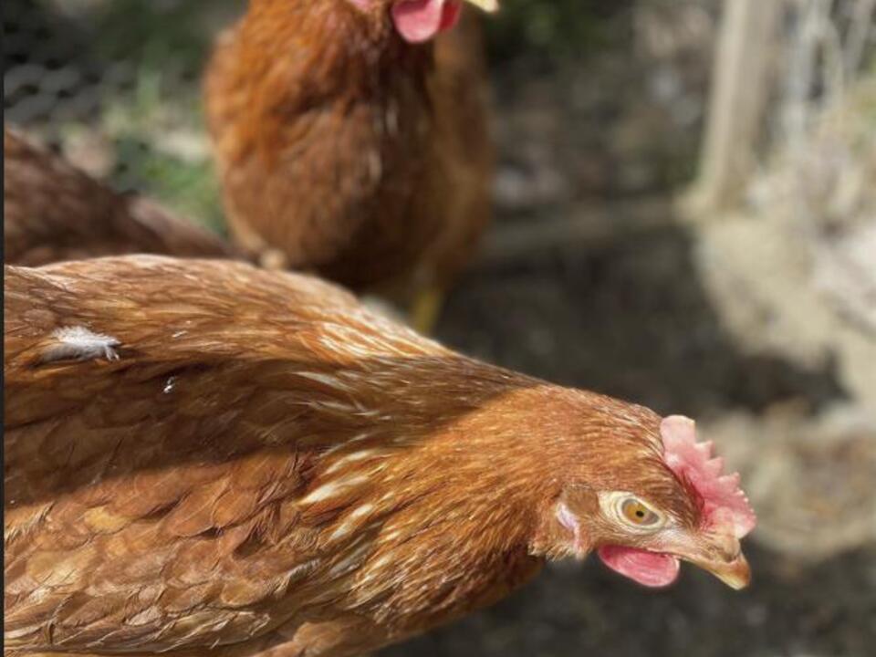 Hühner-Hennen-