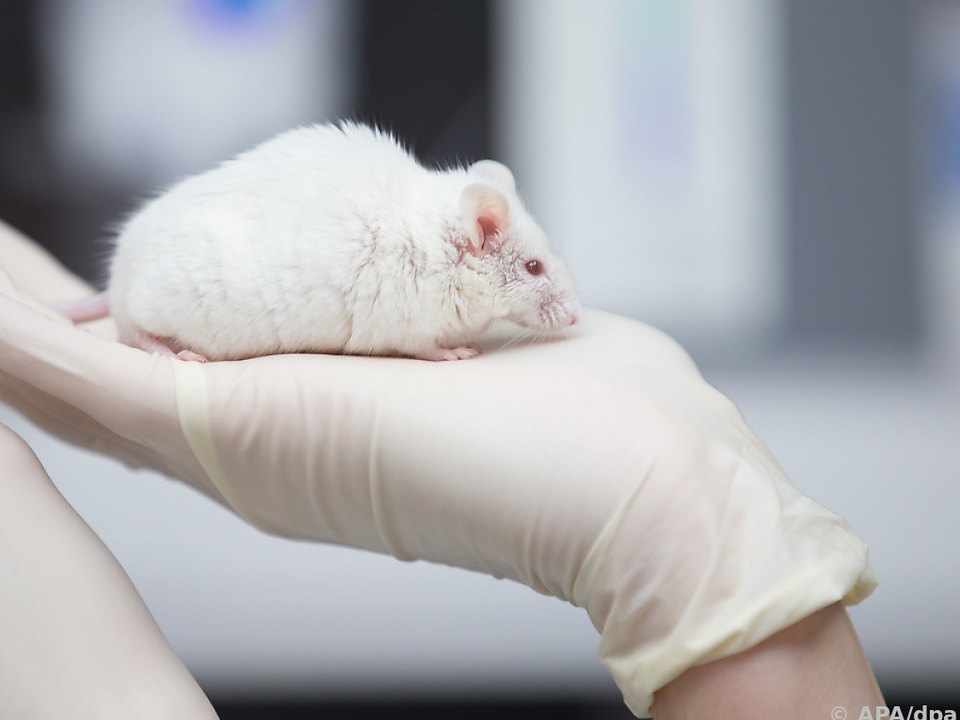 Tierversuche für Medikamentenzulassung in den USA nicht mehr notwendig