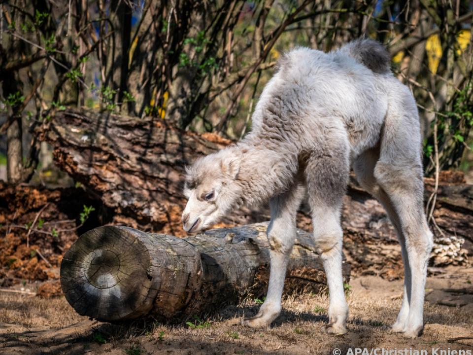 Trampeltier Kasper im Kölner Zoo kann sich über ein großes Erbe freuen