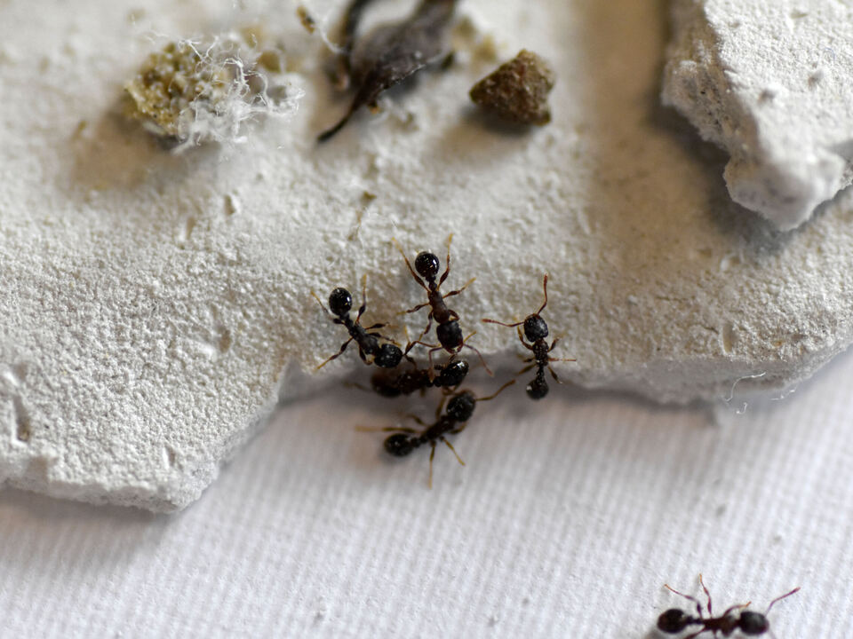 Untersuchte Ameisen
