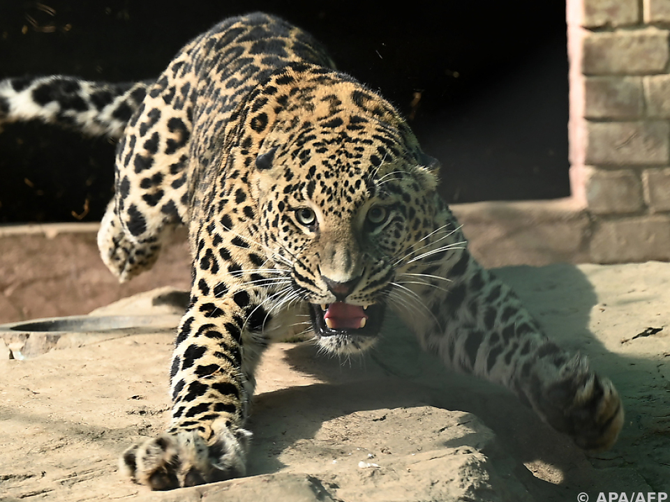 Dieser Leopard wurde eingefangen und in den Zoo von Islamabad gebracht