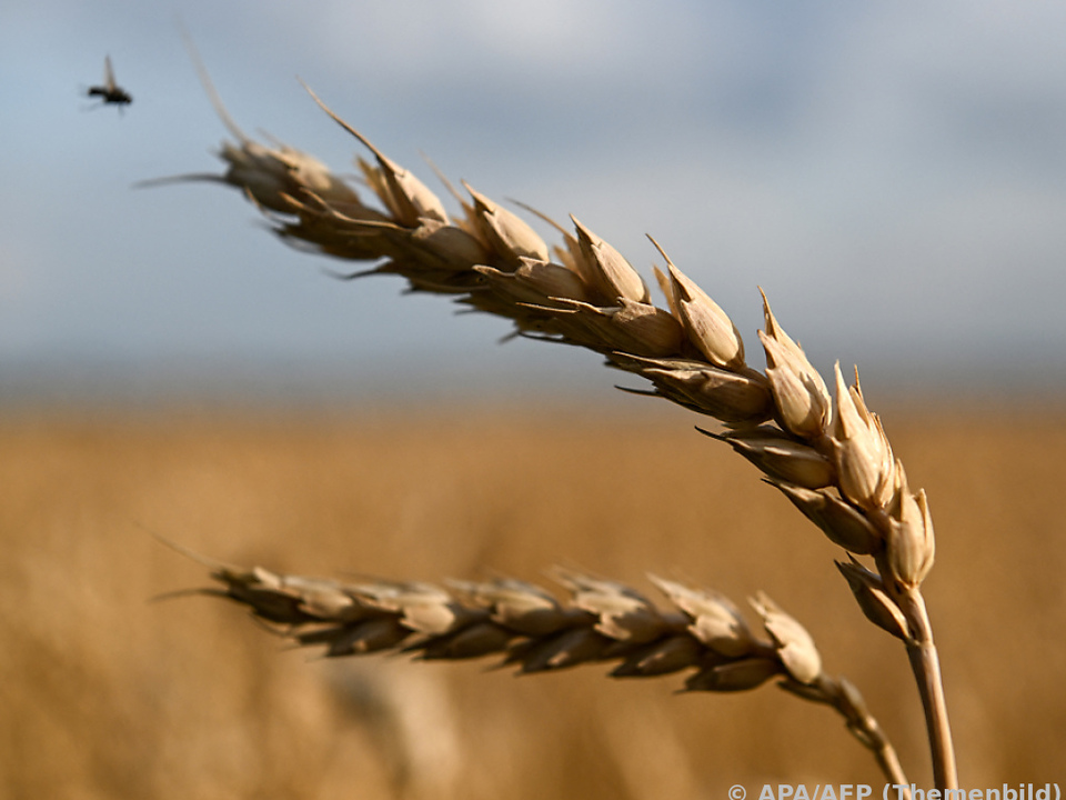 Russland und Ukraine verlängern Getreideabkommen