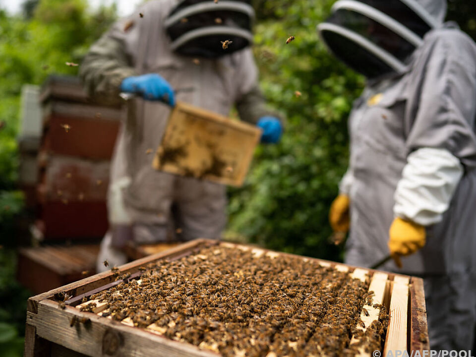 Auf dem Geländer des Buckingham-Palasts gibt es Bienenstöcke