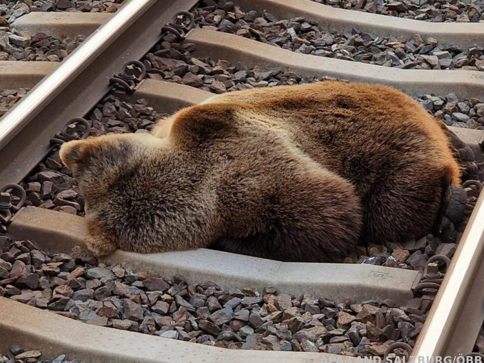 Der Bär blieb tot zwischen den Schienen der Tauernbahn liegen