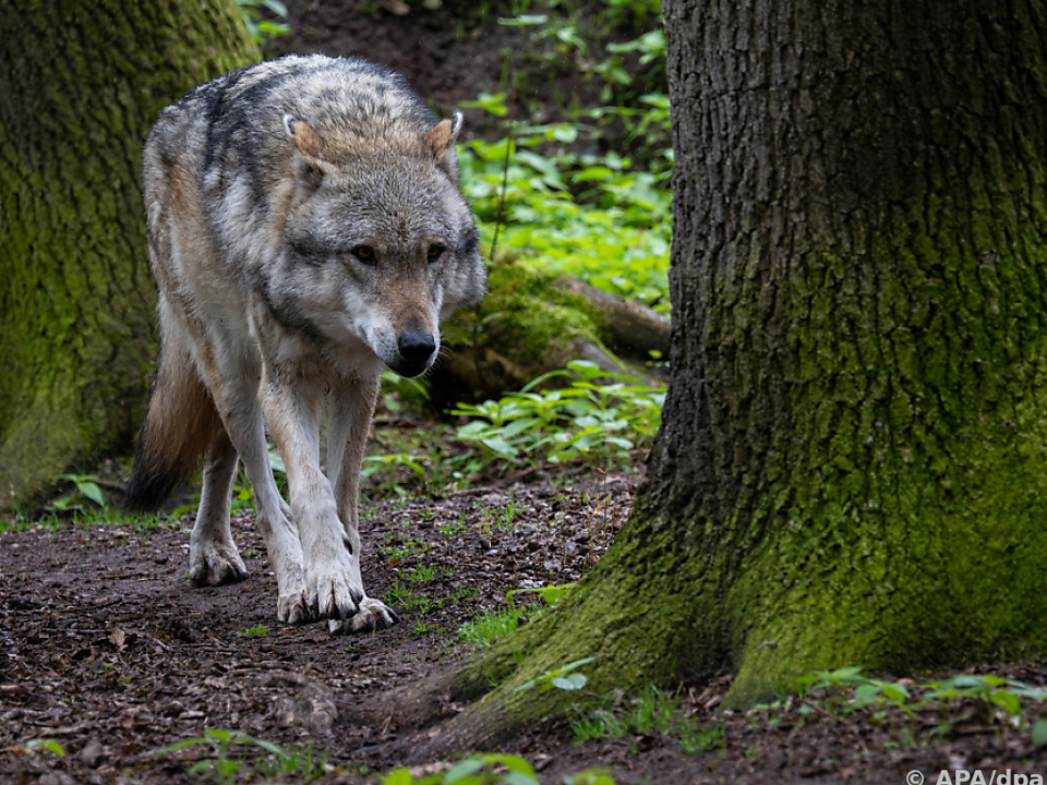 Jäger erlegten in Salzburg einen Problemwolf