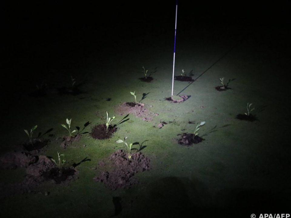 Activistas climáticos llenaron hoyos de golf con cemento o sembraron plántulas