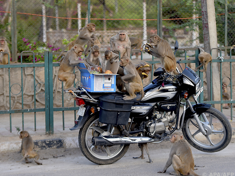 Affen in Neu Delhi sind heilig, aber auch eine Plage