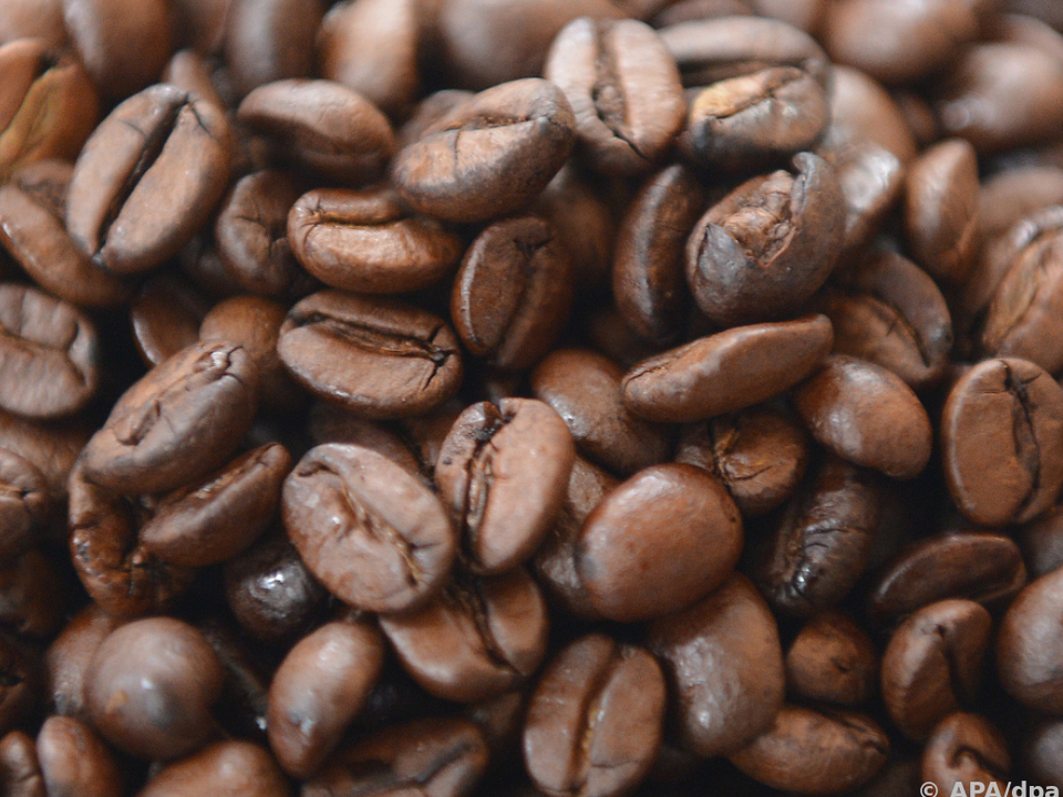 kaffee Höhere Temperaturen stressen Kaffeepflanze und können sie schädigen