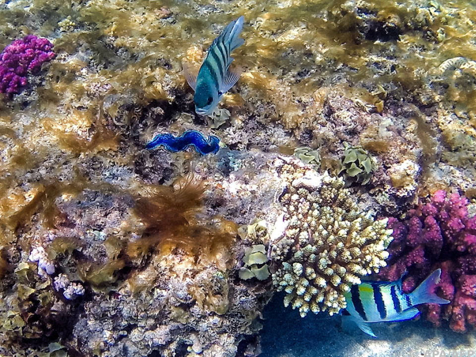 Korallenriffe leiden unter Fischerei