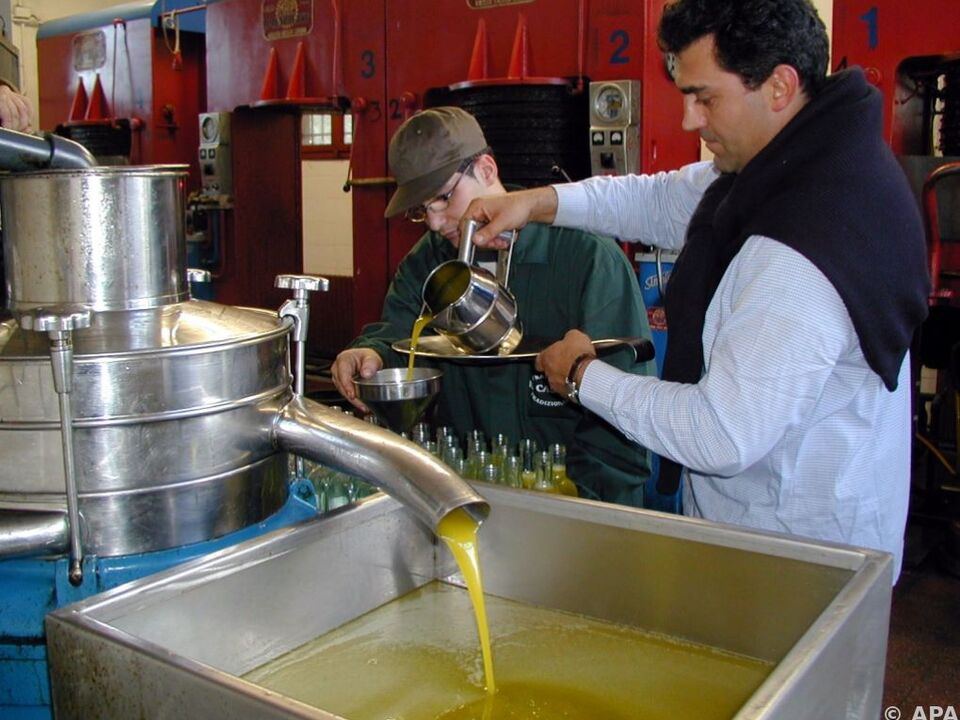Derzeit findet die Olivenernte in Italien statt. olivenöl