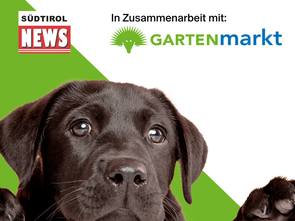 Hunde- Und Katzenfreunde Kalender 2023 – 16 Monate, 30,5x61 Cm, Mit Süßen Tierfotos